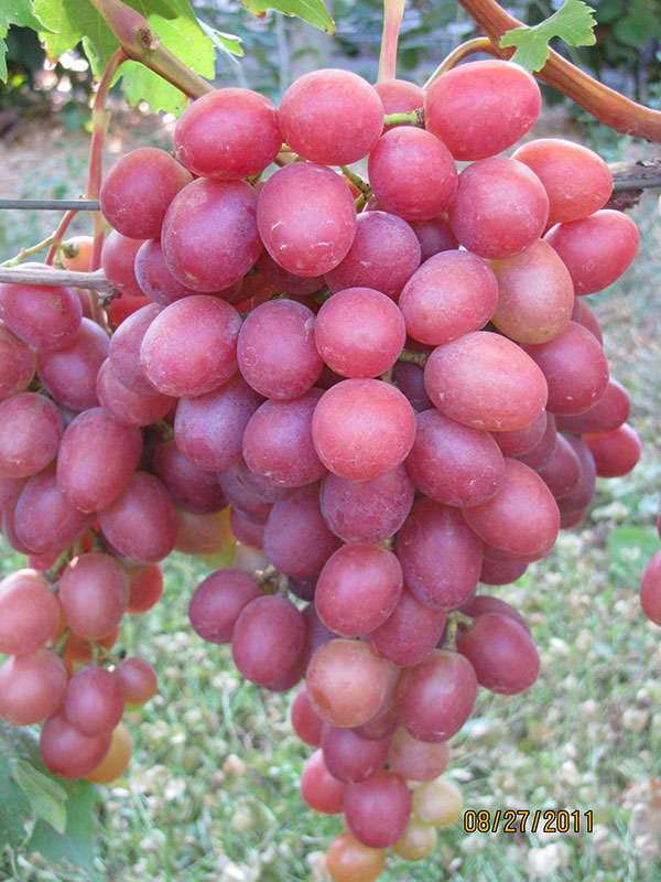 Столовые сорта виноградных саженцев
