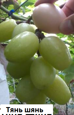 Столовый виноград сорт "Тянь Шань (Япония)"