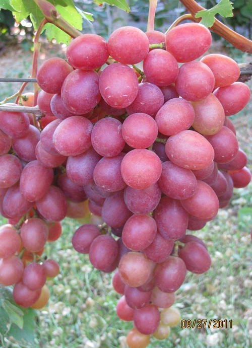 Столовый виноград сорт  Иранец