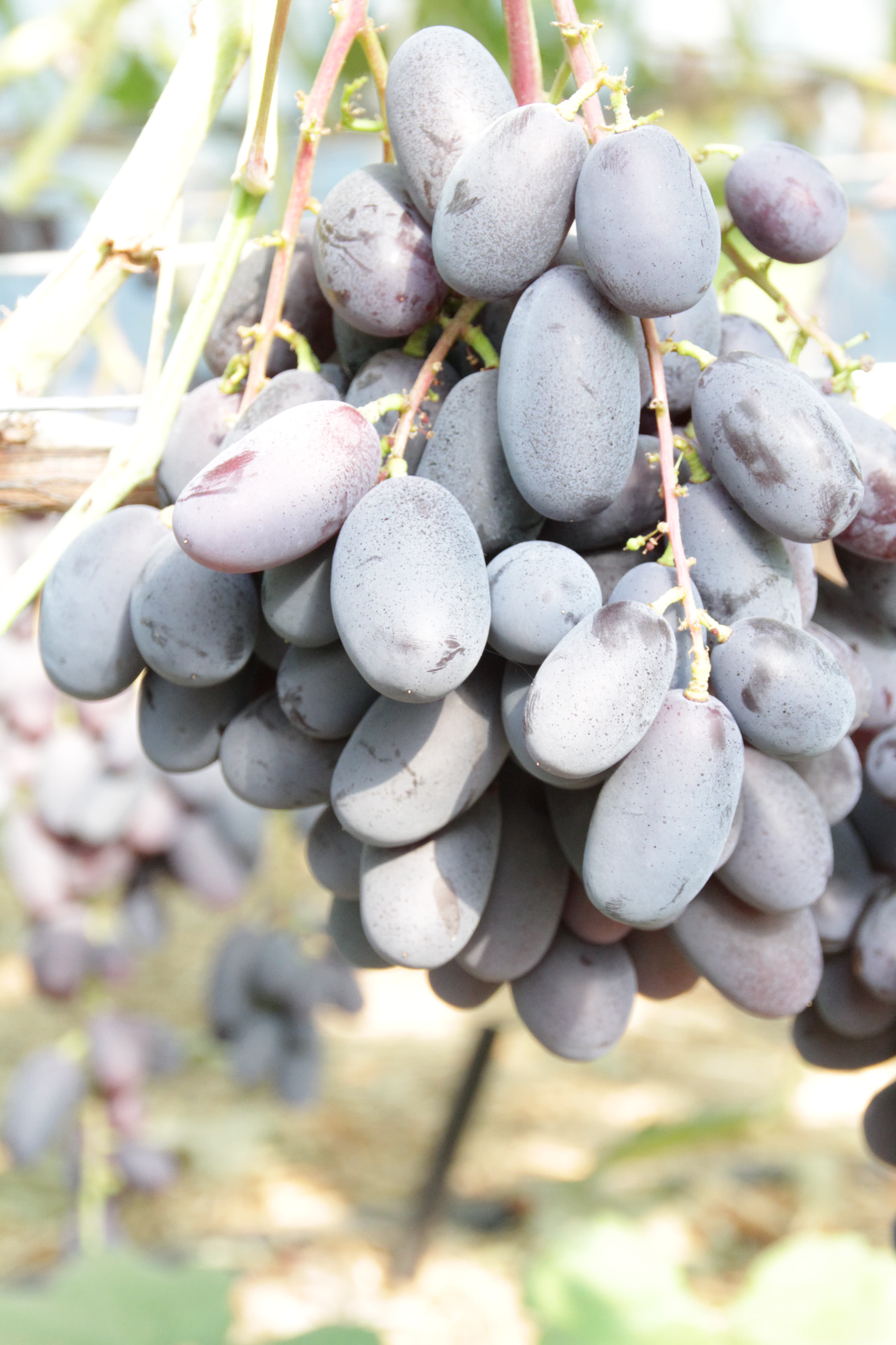 Столовый виноград сорт "Алвика"