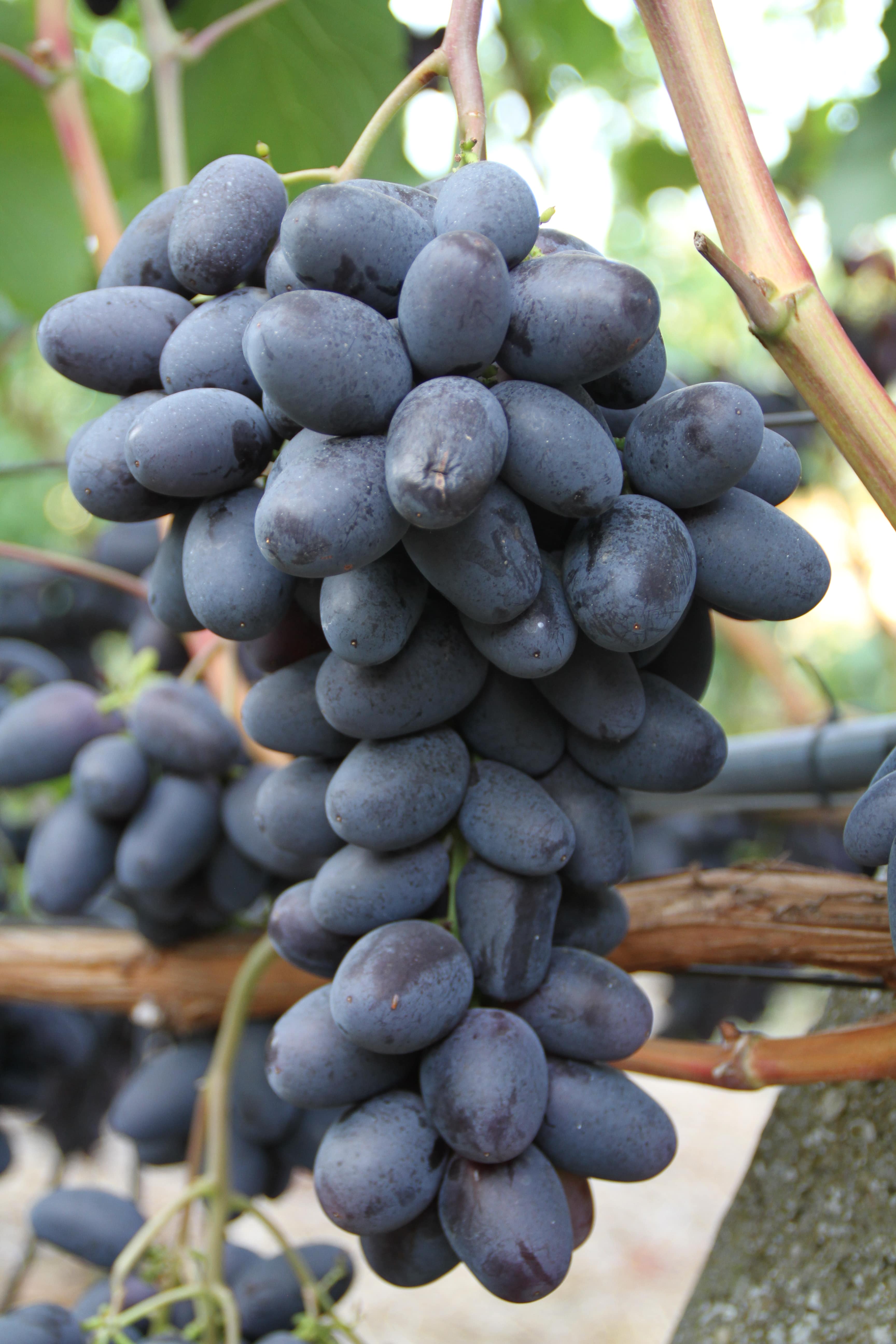 Столовый виноград сорт Чёрный кристалл