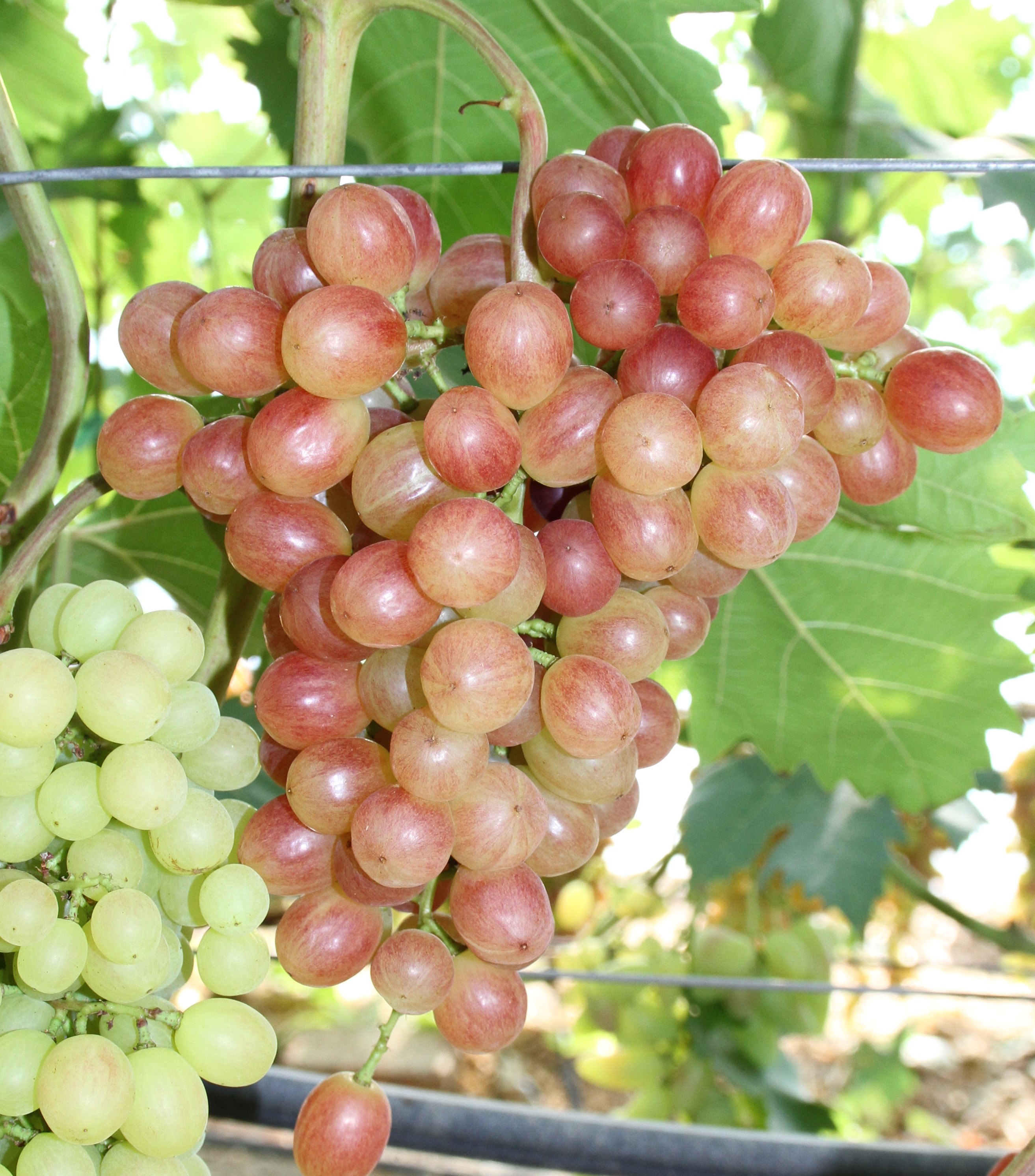 Столовый виноград сорт "Дынька"
