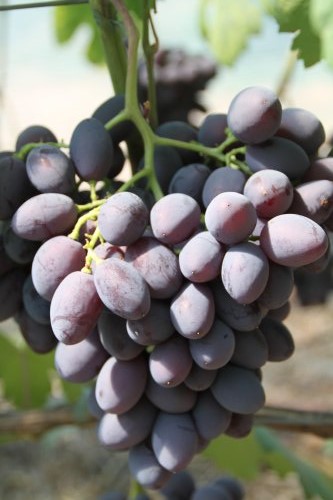 Столовый виноград "Каталония"