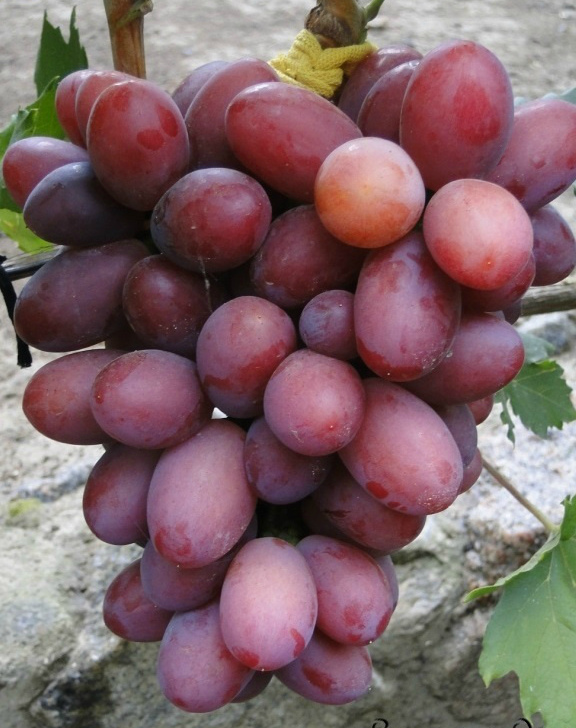 Столовый виноград сорт "Фаэтон" 