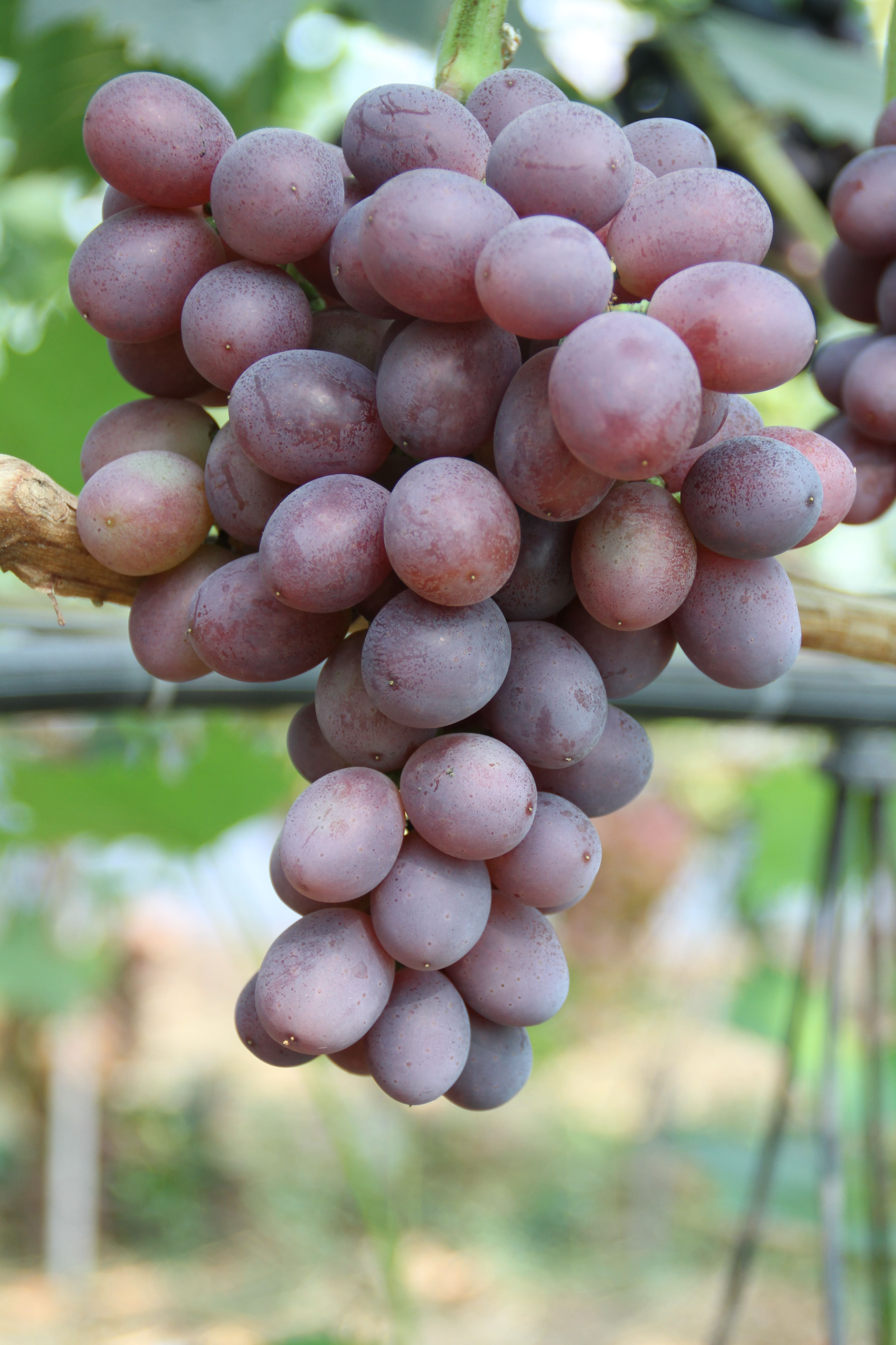 Столовый виноград сорт Альянс
