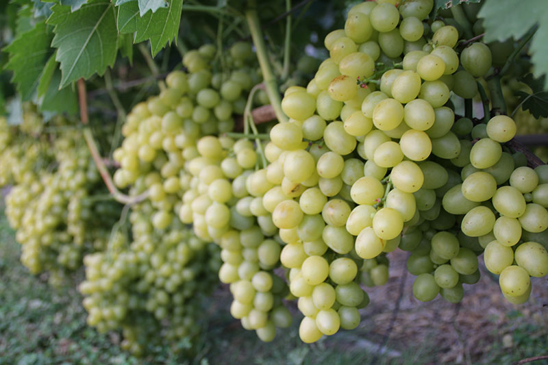 Столовый виноград сорт "Аркадия"