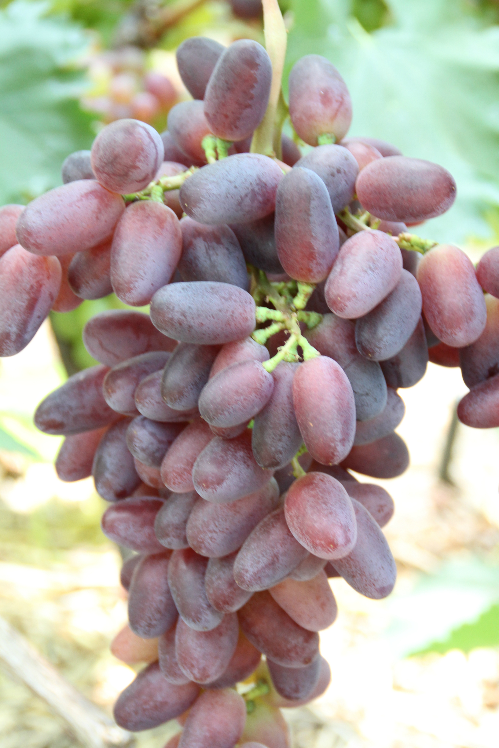 Столовый виноград сорт "Байконур"
