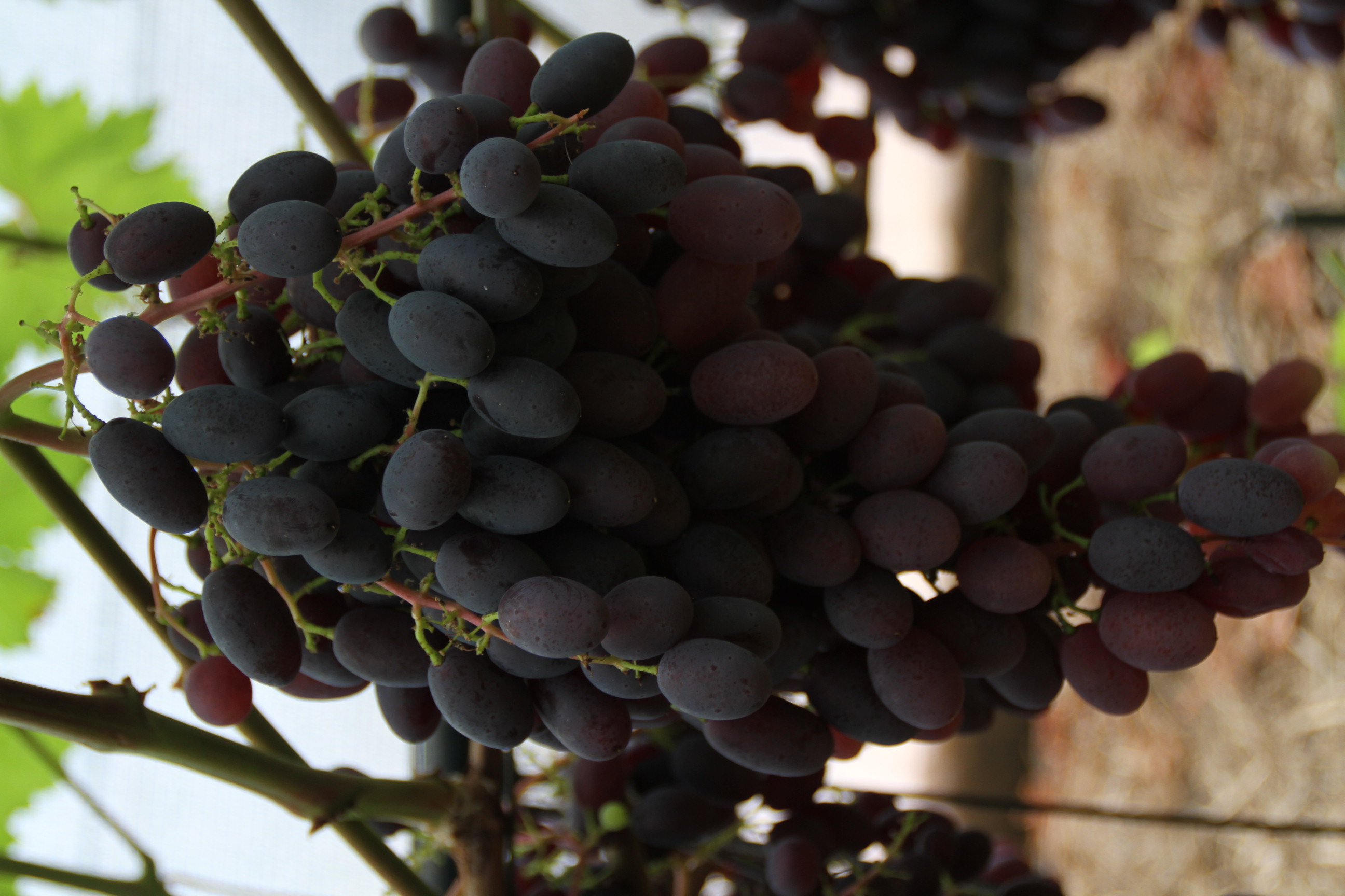 Столовый виноград сорт Брависсимо
