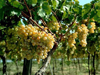 Винный виноград сорт "Буковинка"