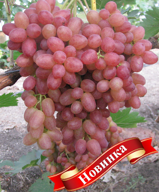 Столовый виноград сорт "Велес"