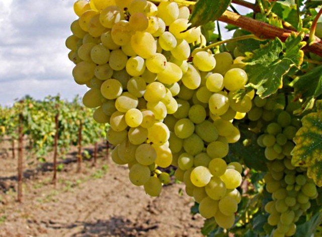 Винный виноград сорт "Виорика"