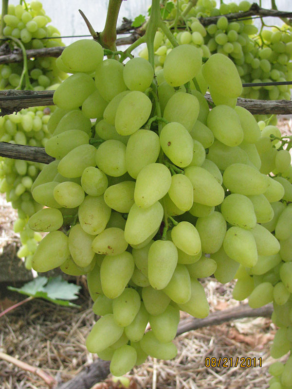 Столовый виноград сорт "Долгожданный"