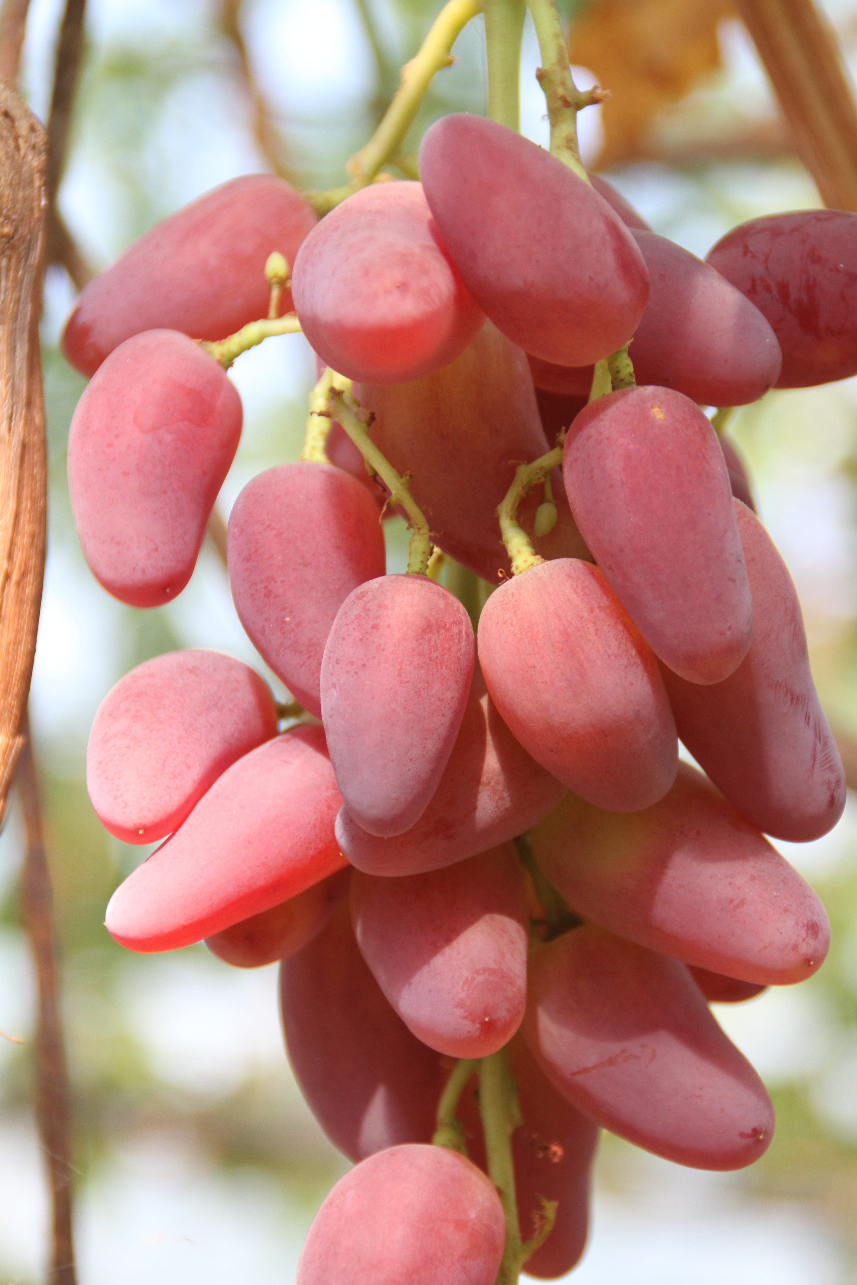 Столовый виноград сорт "Дубовский розовый"