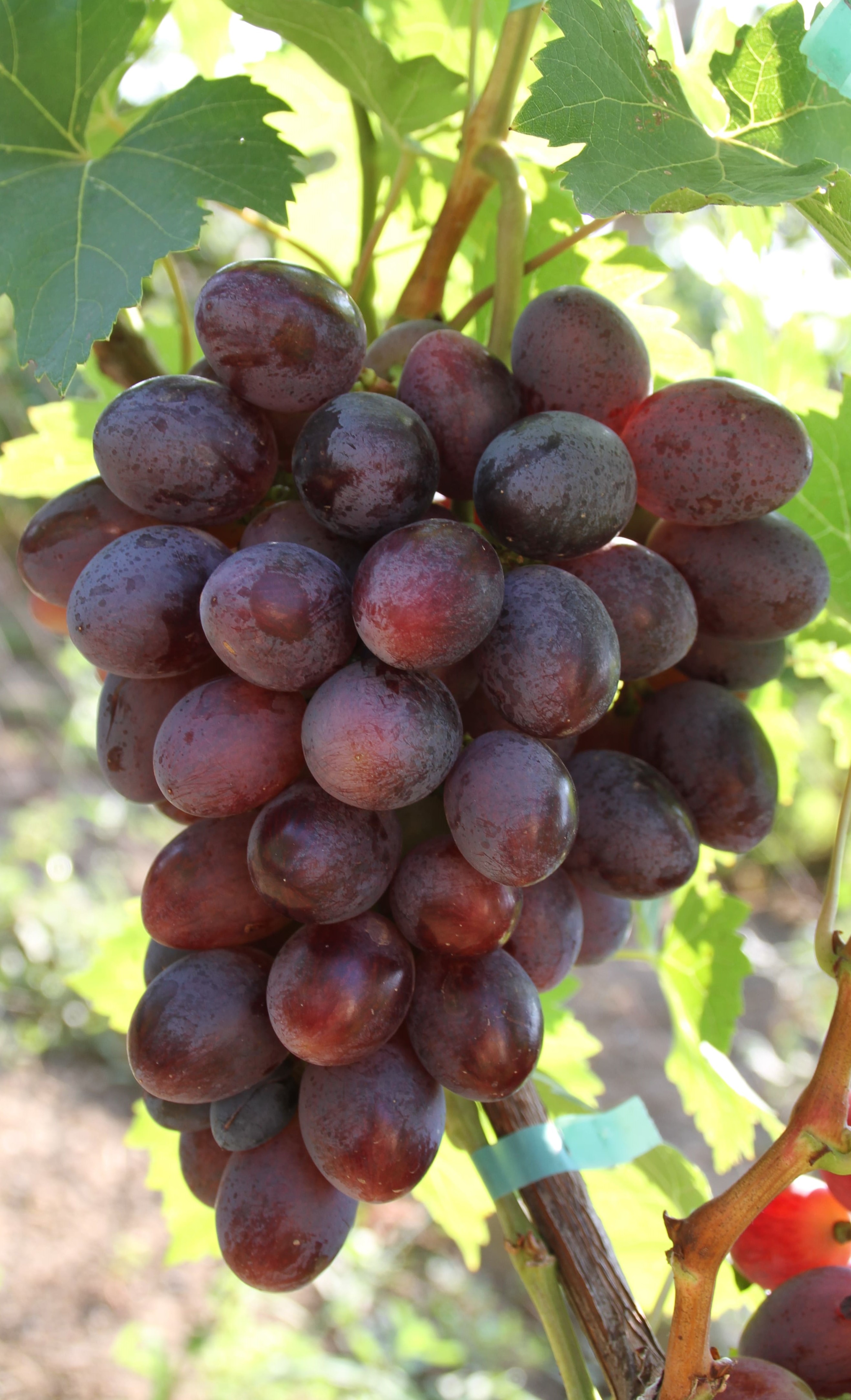 Столовый виноград сорт "Зоренька"