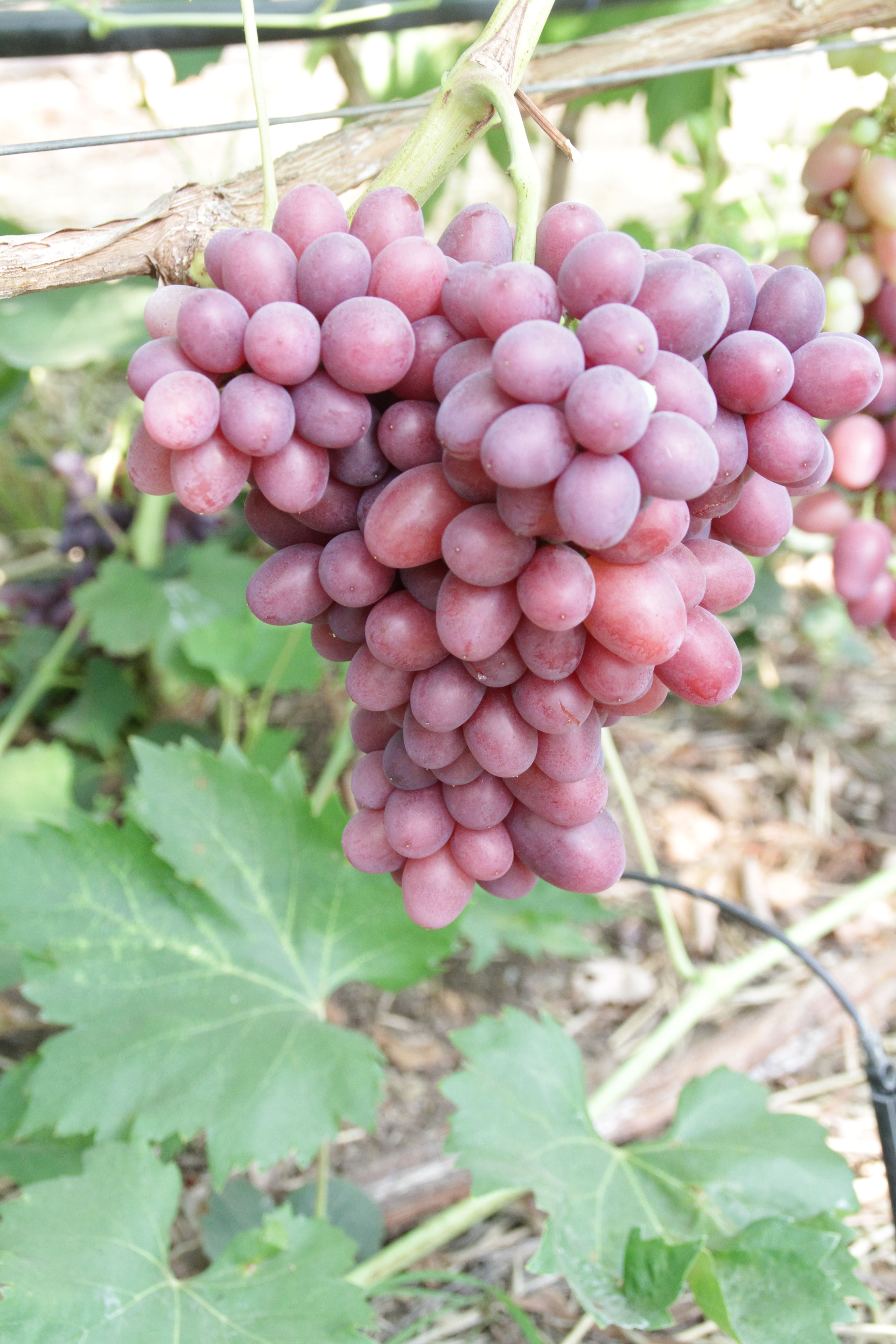 Столовый виноград  Казанова