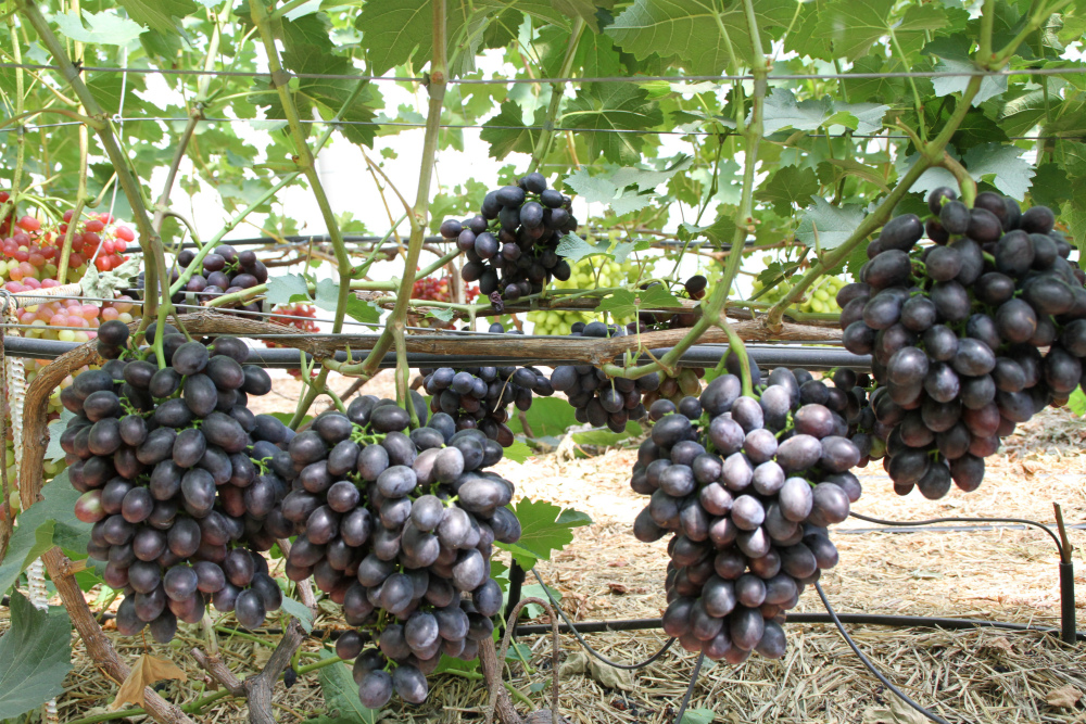 Столовый виноград сорт "Краса Балок"