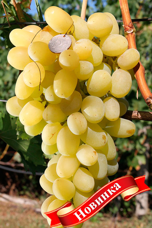 Столовый виноград сорт "Ландыш"
