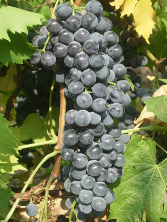 Винный виноград сорт "Ливадийский черный"
