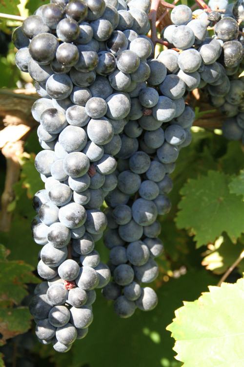 Винный виноград сорт "Ливадийский черный"
