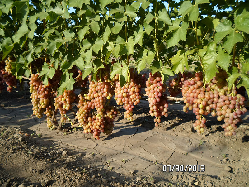 Столовый виноград сорт "Ливия"