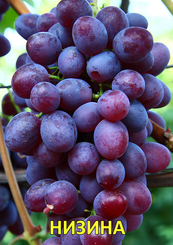Столовый виноград сорт "Низина"