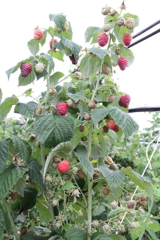 Саженцы малины сорт Полесье "Polesie Raspberry"