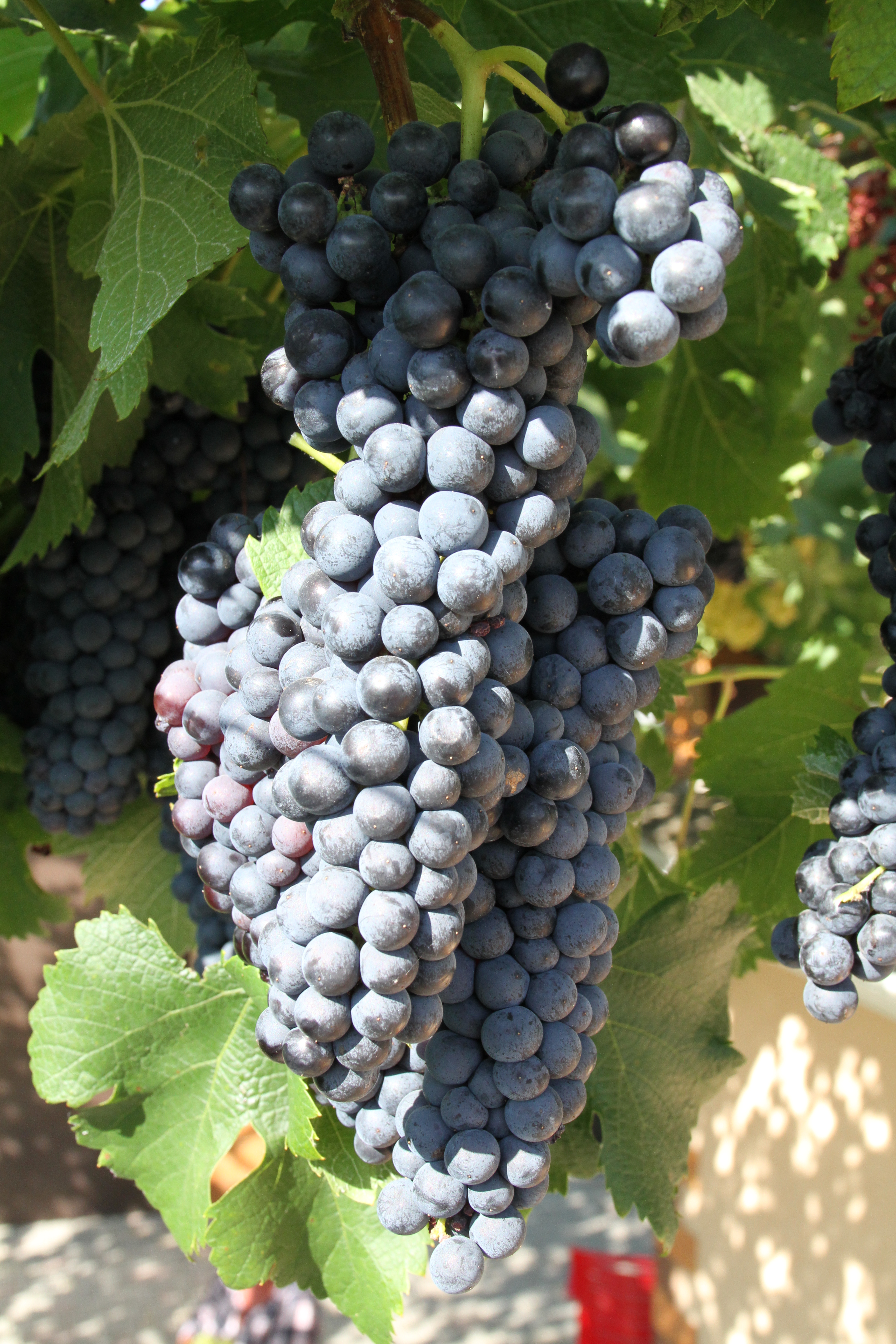 Винный виноград сорт "Рубин Голодриги"