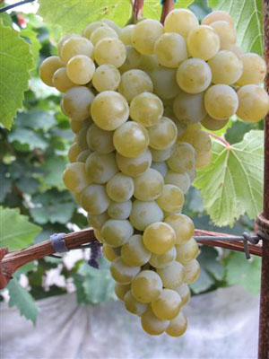 Винный виноград сорт "Цитронный магарача"