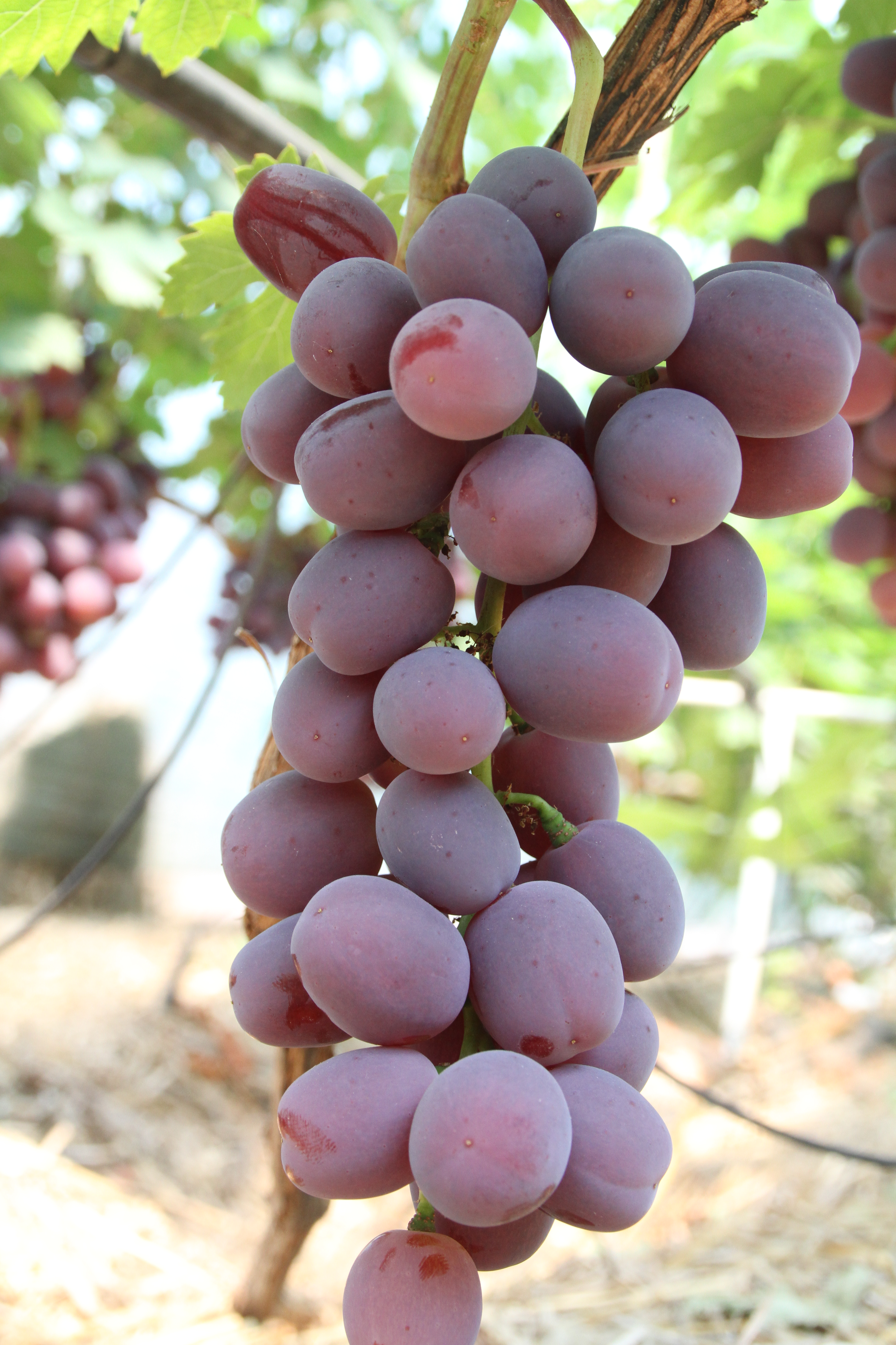Столовый виноград сорт "Эверест "