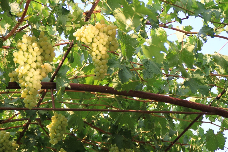 Столовый виноград сорт "Экстаз"
