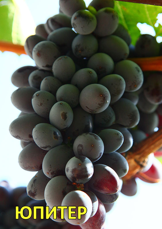 Столовый виноград сорт "к.м. Юпитер"