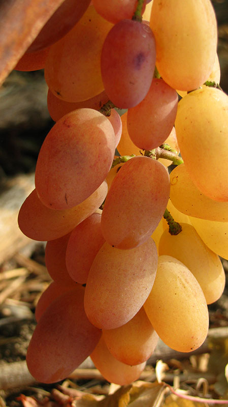 Столовый виноград сорт "Юлиан"